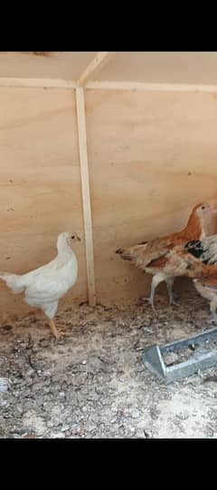 desi chicks available
