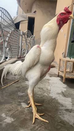 king white shamo male for sale