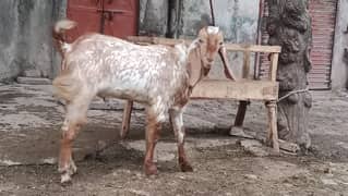 Makhi Chena Desi Bakra Dunda