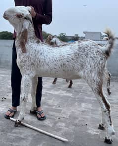 Bakra