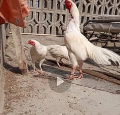 pure heera aseel chicks