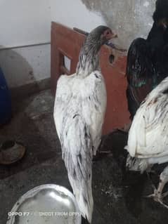Aseel mianwali 2 pair