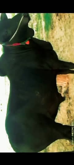 MashaAllah Nice bull