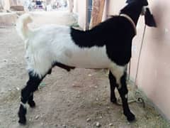 andu bakra h gar k phla va h 4 dant m h meet weght 28 kg h