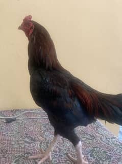 Aseel murga lakha sindhi breed