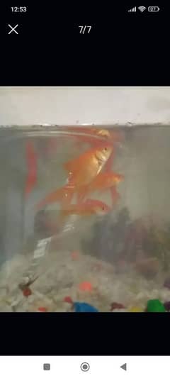 koi