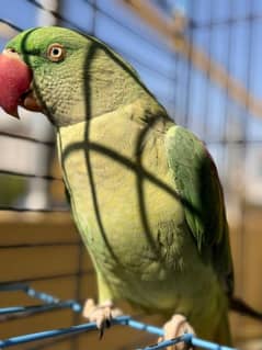 Alexander female Parrot