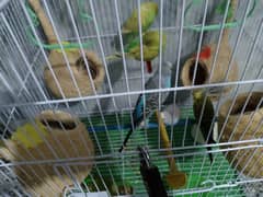 Parrot pairs+ cage