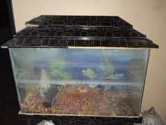 fish aquarium