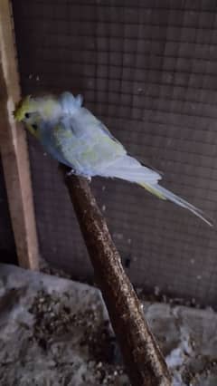 Rainbow hogo male missing petals may han 03270101713