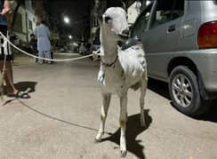 ANDU BAKRA 2 DAANT