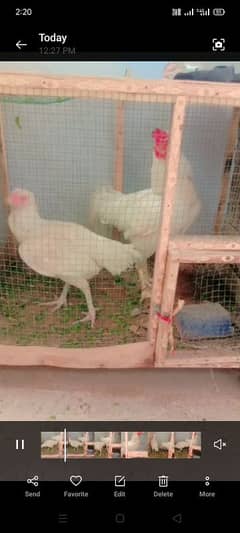 The hens are home raised