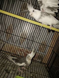 breeder