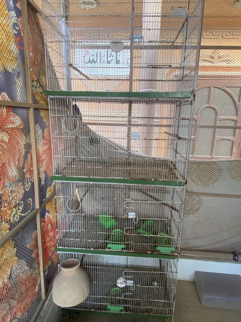 Albino creamino decino palefallow java dove cage 1
