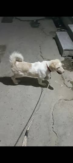 bakrwal white puppy