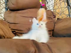(0327-3471851) Top Quality Persian kitten or cat baby