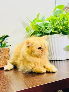 (0327-3471851) Top Quality Persian kitten or cat baby