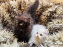 (0327-3471851) Top Quality Persian kitten or cat baby