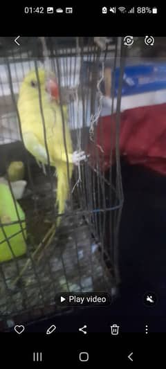yellow breader ring neck gray and blue chiks