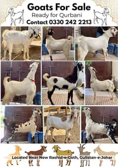 Goats