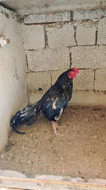 miyawali breed chicks or eggs for sale 14
