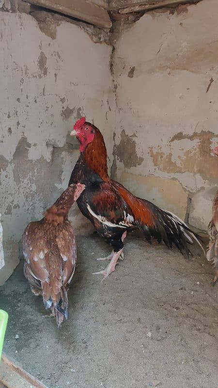 miyawali breed chicks or eggs for sale 15