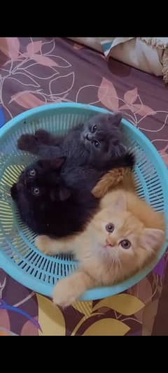 3 male kitten each 18500