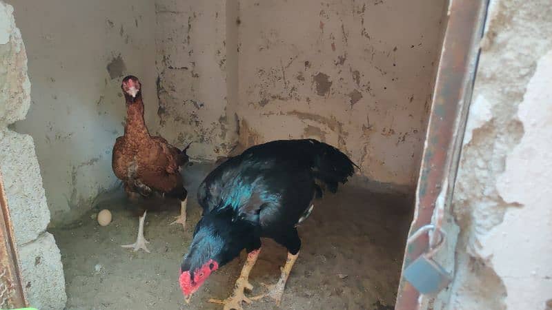 amroha or lassni heera or lakhy eggs or chicks available 7