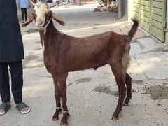 donda Bakra mashahallah active and full healthy