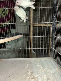 Albino Love Bird (Eno Splits)