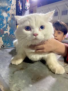 Persian male double coated vaccinated odd eyes