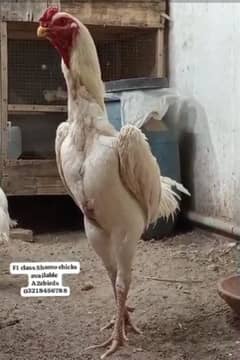 White king Shamo