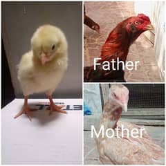 mianwali aseel chicks and fertile eggs available Whatsapp 03424148688