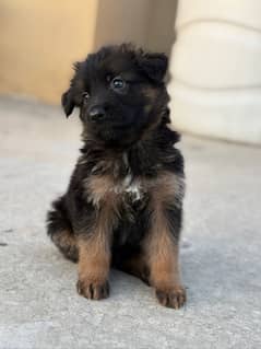 German shepherd long hair puppies