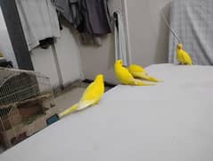 yellow