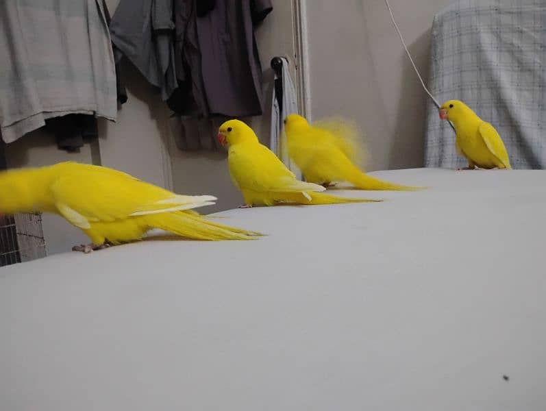 yellow ringneck chicks 1