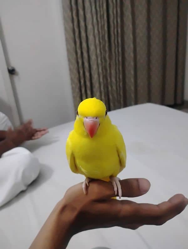 yellow ringneck chicks 3