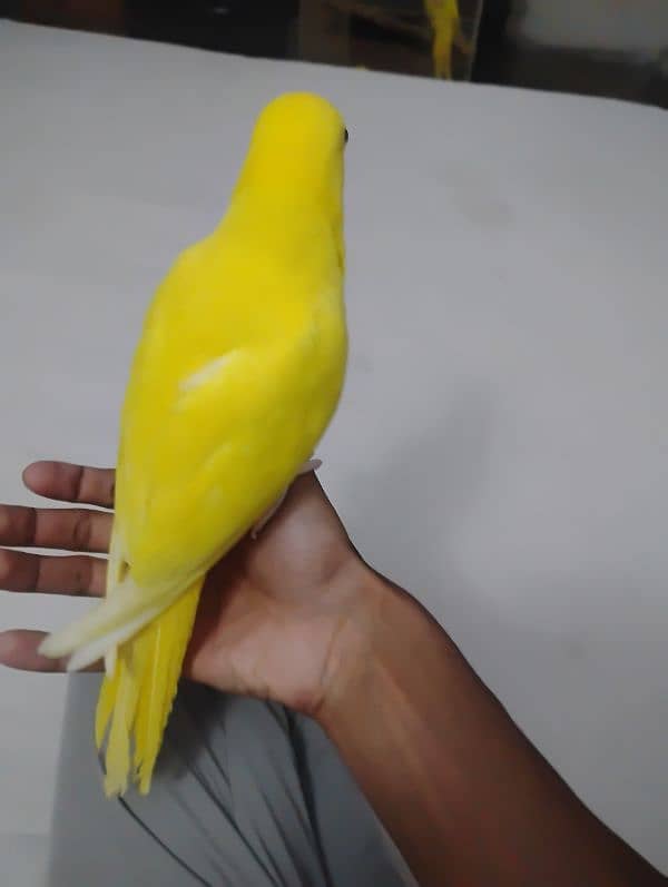 yellow ringneck chicks 4