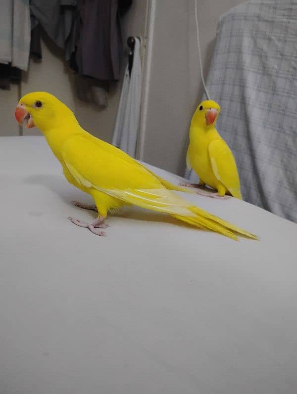 yellow ringneck chicks 5