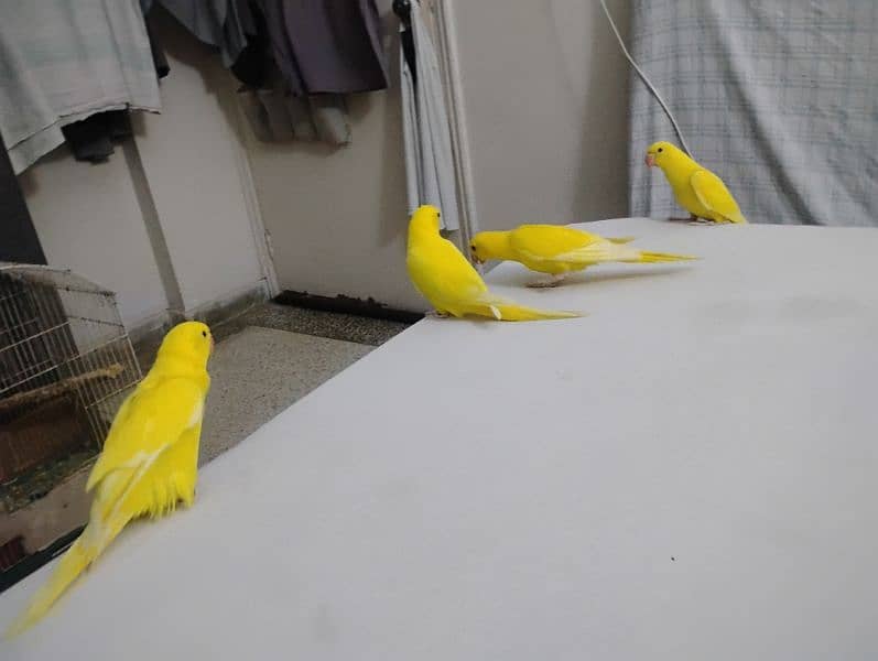 yellow ringneck chicks 7