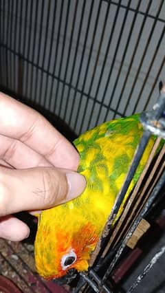 Tamed Sun conure non DNA