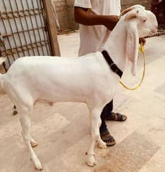 I Selling My Goat Pure Gulabi Nasal