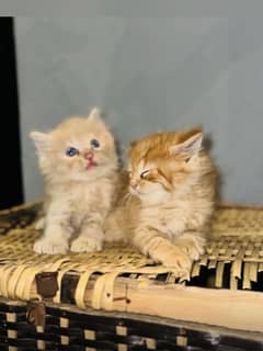 persian kittens(tripple coated)