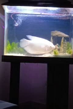 Giant Guarami Fish for sale in karachi