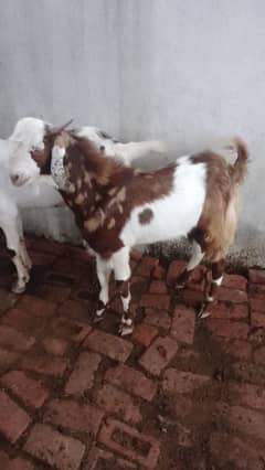 Qurbani Goat