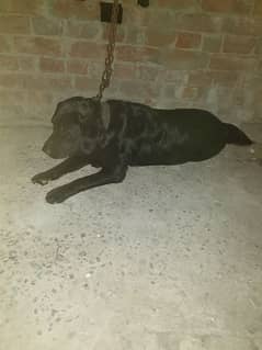black labery dog family dog