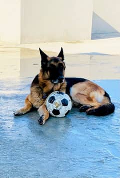 URGENT: Loving Home Needed for 2 Inseparable Male Dogs!