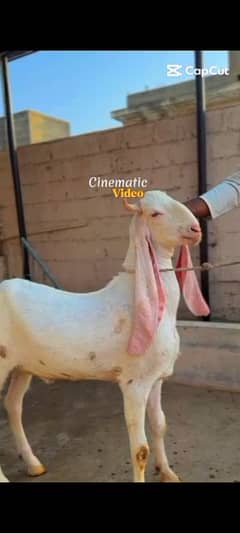 Qurbani