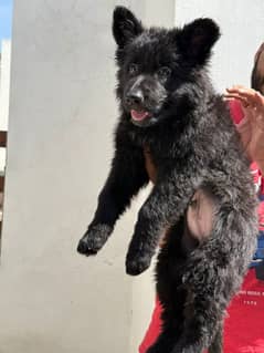 german shepherd long coat black puppies