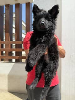 black German shepherd male puppy available for sale